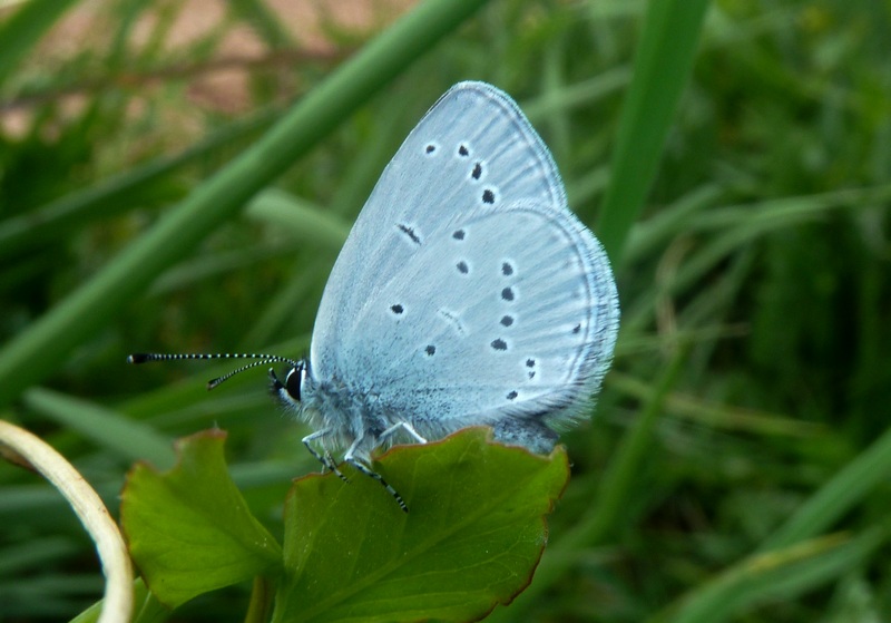 Polyommatus semiargus?